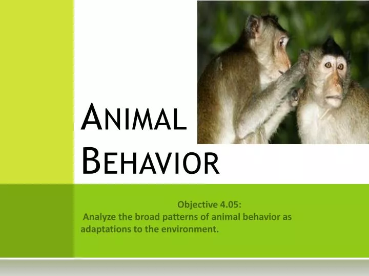 animal behavior