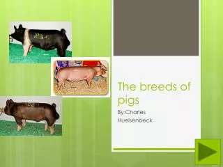 The breeds of pigs