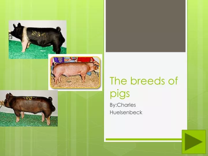 the breeds of pigs