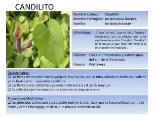 candilito