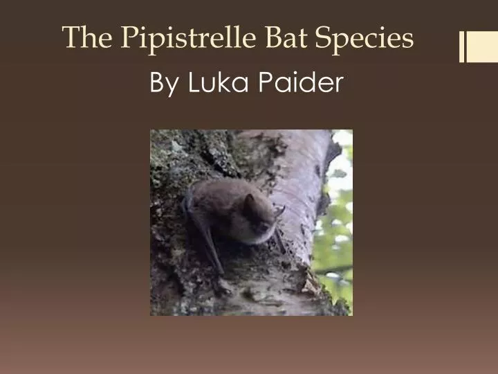 the pipistrelle bat species