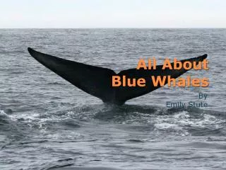 All About Blue Whales