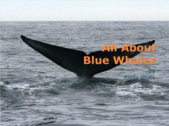 all about blue whales