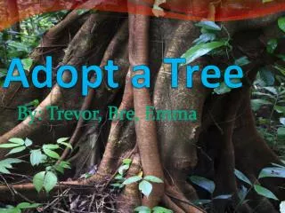 Adopt a Tree