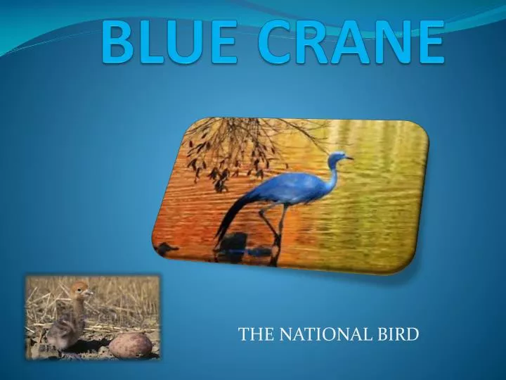 blue crane