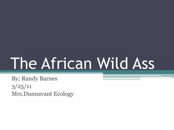 the african wild ass