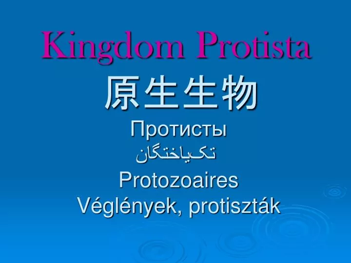 kingdom protista protozoaires v gl nyek protiszt k