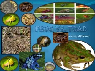 frog vs toad