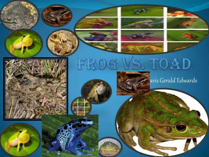frog vs toad