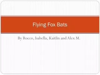 Flying Fox Bats