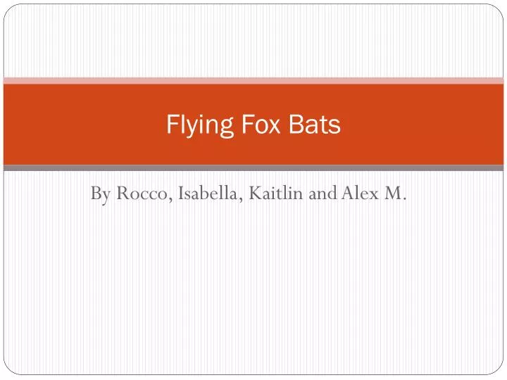 flying fox bats