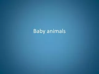 Baby animals