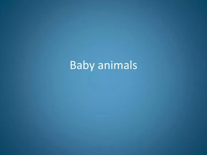 baby animals