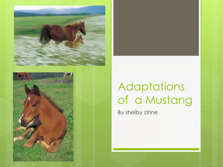 adaptations of a mustang