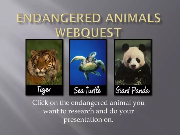 endangered animals webquest