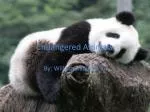Endangered Animals - slide 1