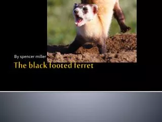The black footed ferret