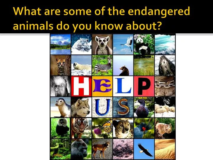 what are some of the endangered animals do you know about