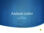 The Andean Condor: Majestic Giant of the Andes - slide 1