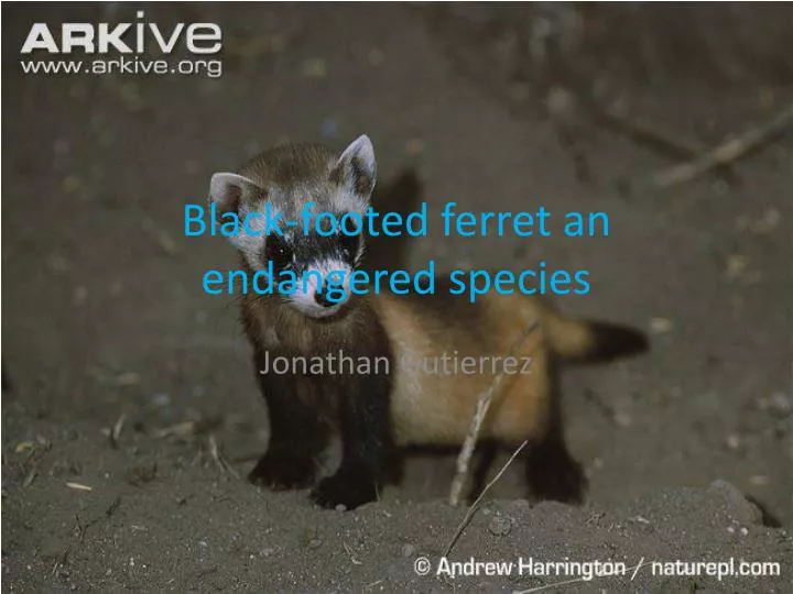 black footed ferret an endangered species