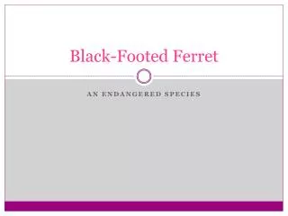 Black-Footed Ferret