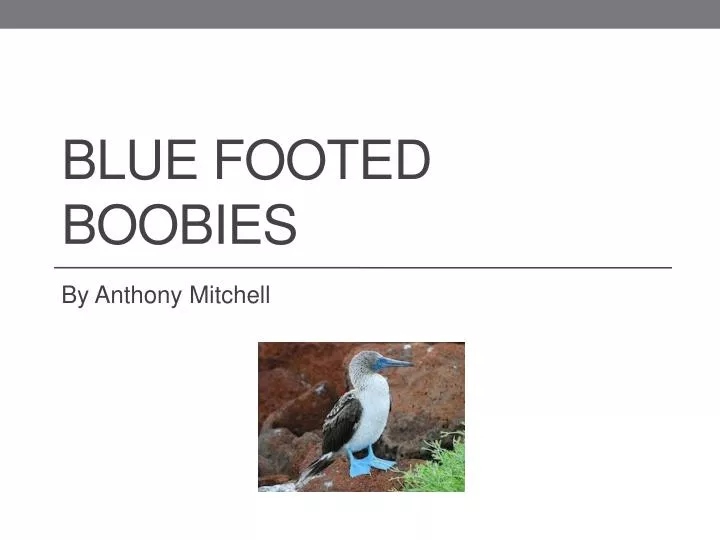 blue footed boobies