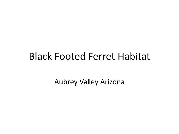 black footed ferret habitat