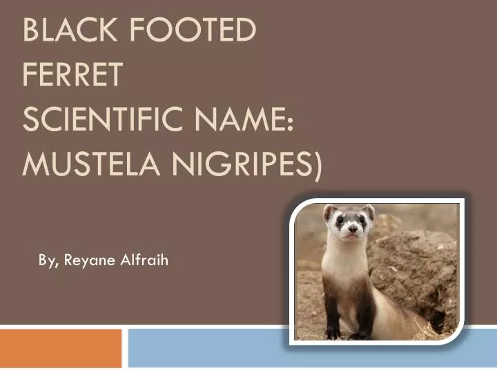 black footed ferret scientific name mustela nigripes