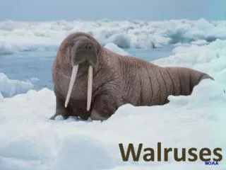 Walruses