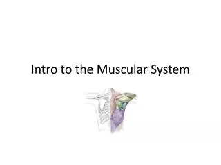 Intro to the Muscular System