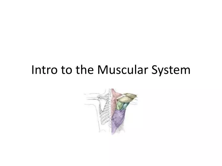 intro to the muscular system