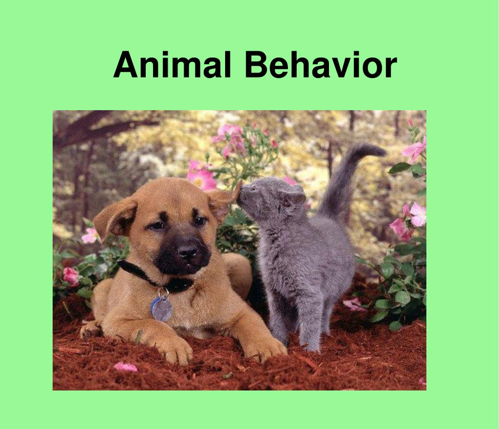 PPT - Animal Behavior PowerPoint Presentation, free download - ID:2805122