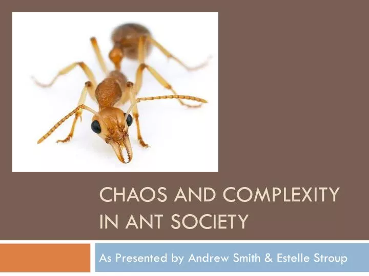 chaos and complexity in ant society