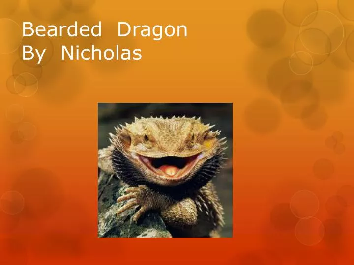 bearded dragon by nicholas