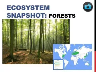 Ecosystem Snapshot: Forests