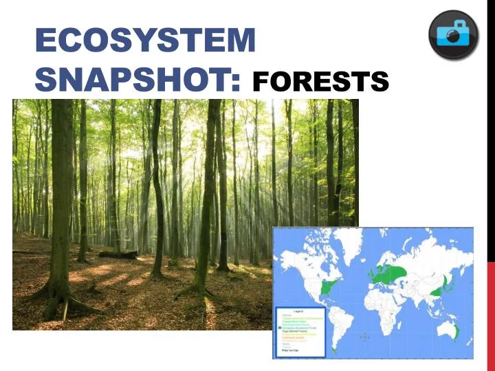ecosystem snapshot forests