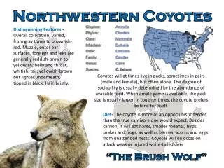 Northwestern Coyotes