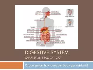 Digestive system chapter 38-1 pg. 971-977