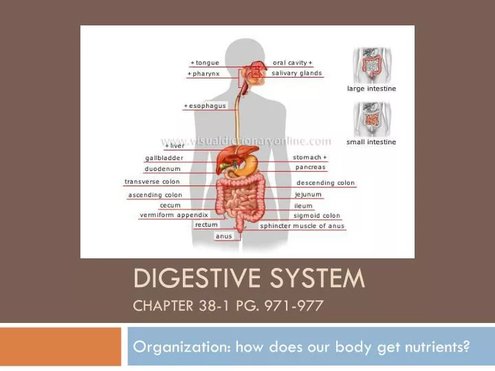 digestive system chapter 38 1 pg 971 977