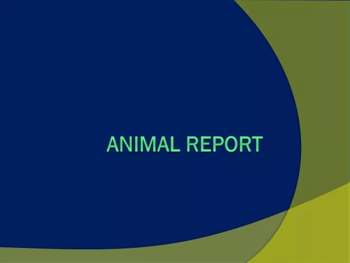 animal report