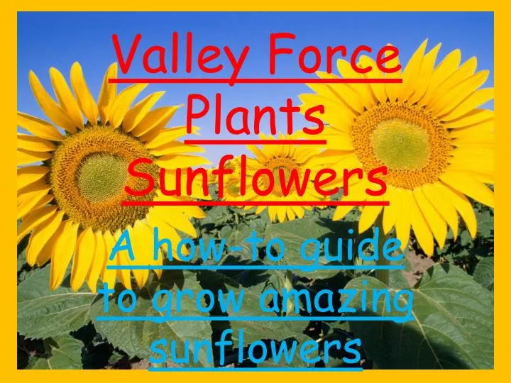 valley force plants sunflowers