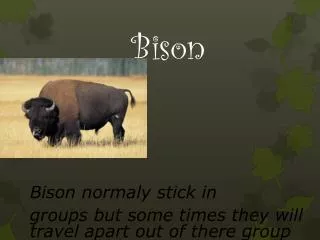 Bison