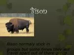 Bison - slide 1