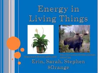 Energy in Living Things Erin, Sarah, Stephen 8Orange