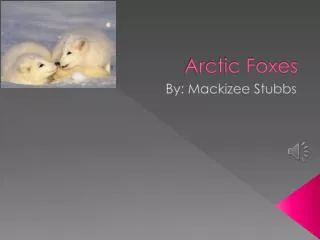 arctic foxes
