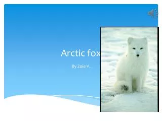 Arctic fox