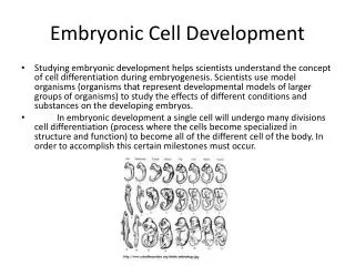 embryonic cell development