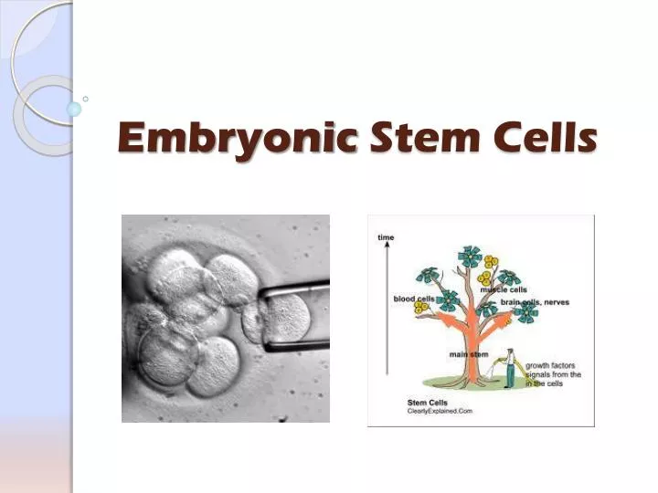 embryonic stem cells