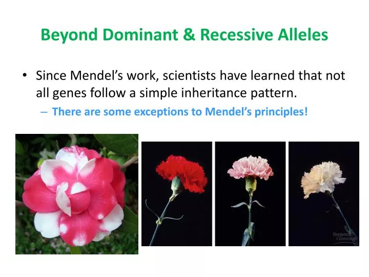 beyond dominant recessive alleles