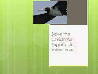 Save the Christmas Frigate bird